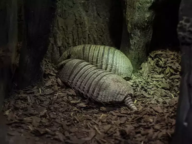 Най-новите обитатели на бургаския зоопарк са двойка броненосци