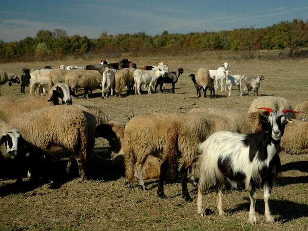 Животинската чума все още не е достигнала Силистра отвъд Дунава