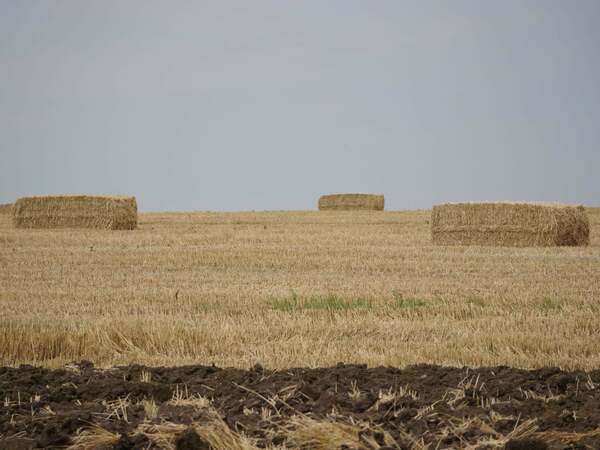 Румънски фермери, отчаяни от сушата, на 80 км от Силистра
