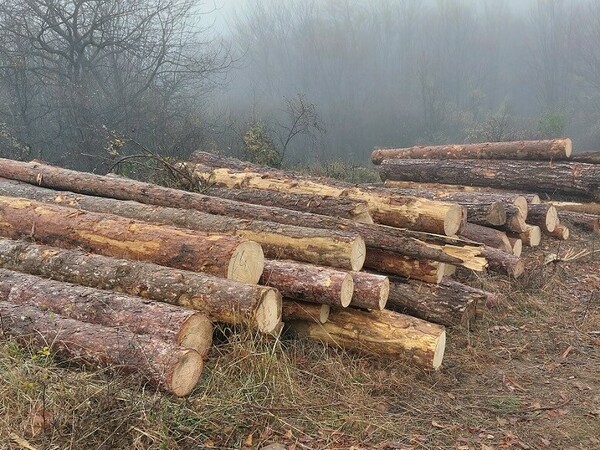 Намаляват нарушенията в горите