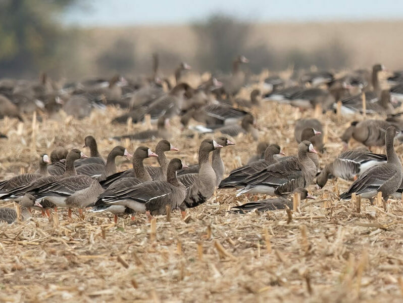 Преброяване на зимуващите водолюбиви птици