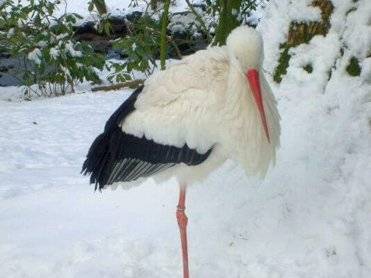 Приютяват щъркели в студа
