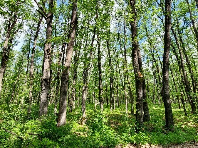 Повече проверки в горите, по-малко нарушения