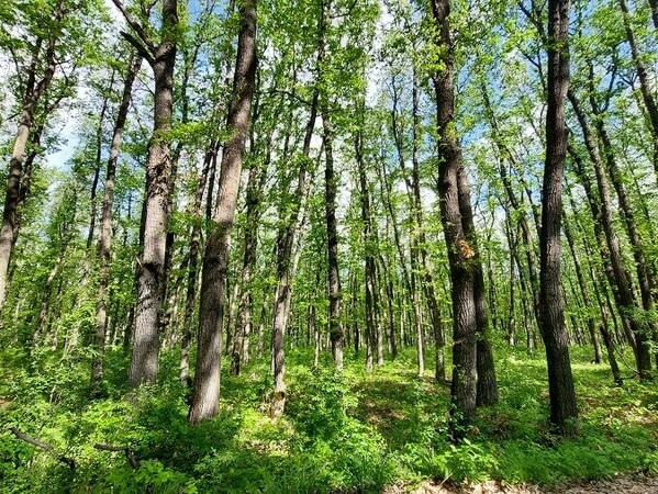 Повече проверки в горите, по-малко нарушения