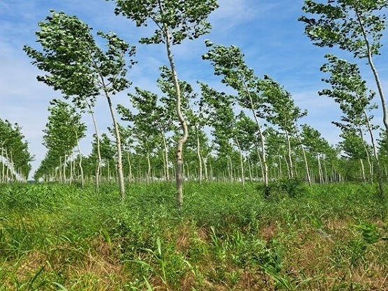 Над 200 декара нови гори в Силистренско