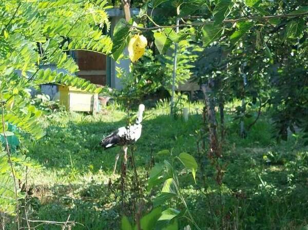 Спасиха бедстващ щъркел в Силистренско