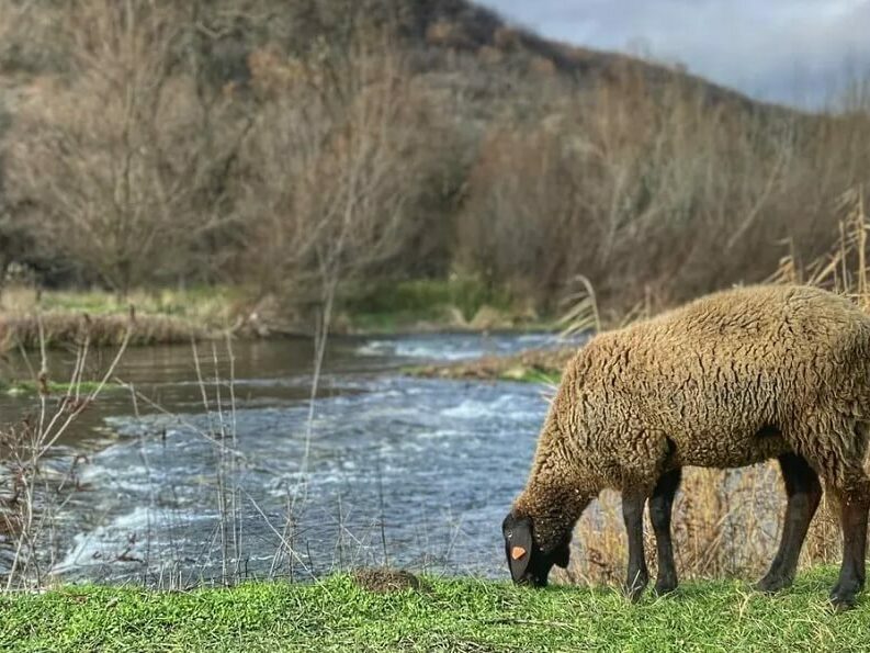 Забраняват движението на животни