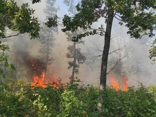 Силистренска област с най-много горски пожари