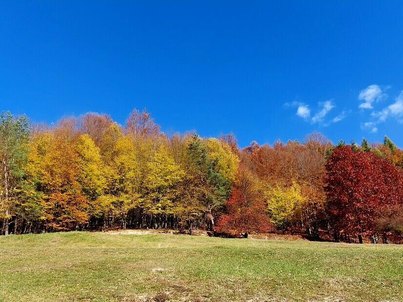 Намаляват нарушенията в горите