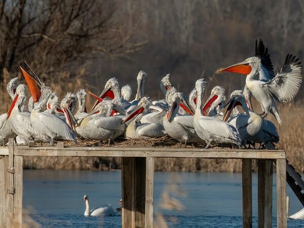 106 новоизлюпени пеликанчета в „Калимок – Бръшлен“