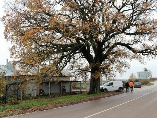 Обявяват вековно дърво за защитено