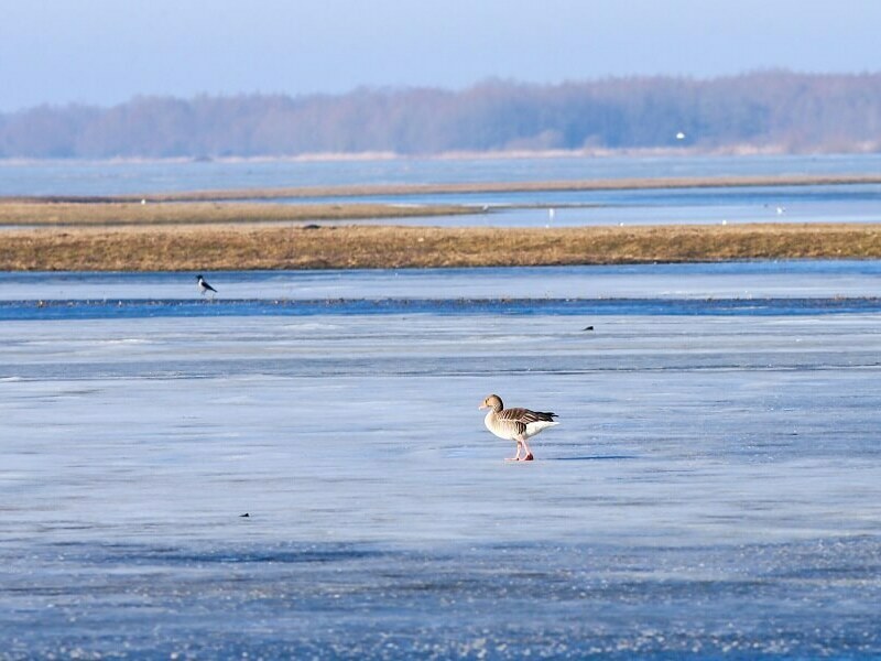 В очакване на астрономическата пролет