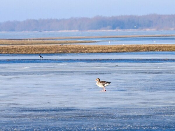 В очакване на астрономическата пролет