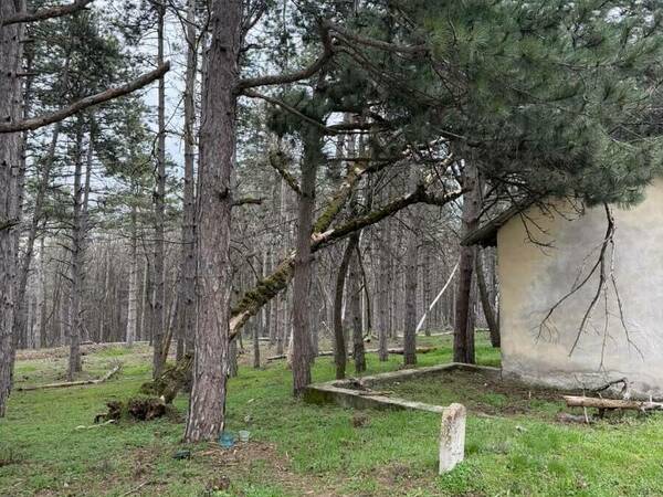 Премахват паднали дървета около крепостта