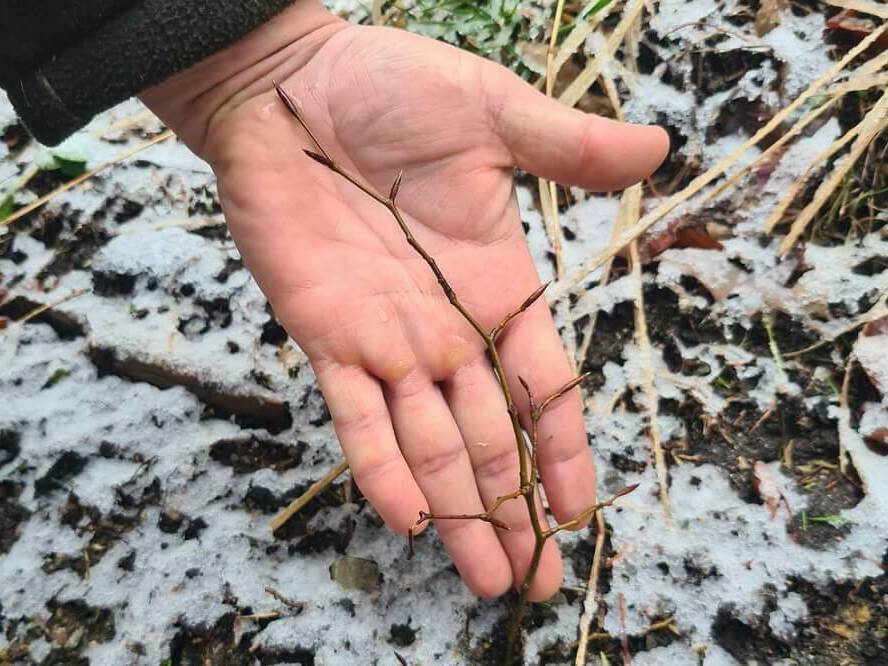 Подобряват състоянието на 81 000 дка гори